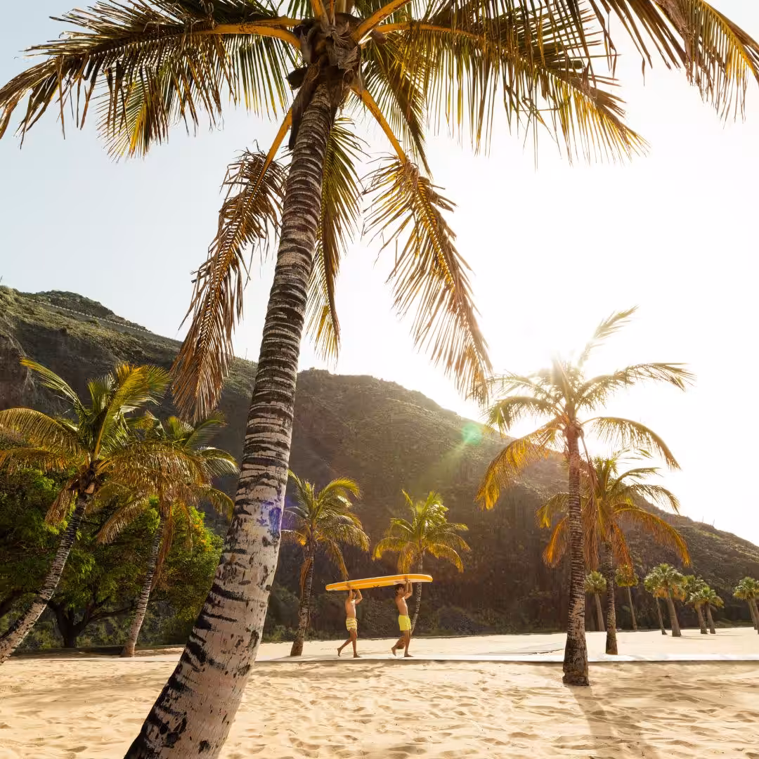 Palm trees and sandy beach in Tenerife