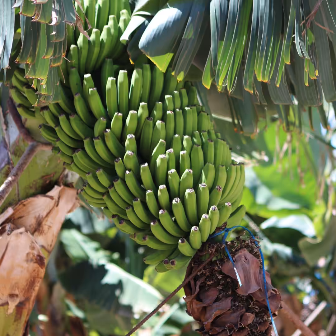 Bananas hanging in banana Plantation