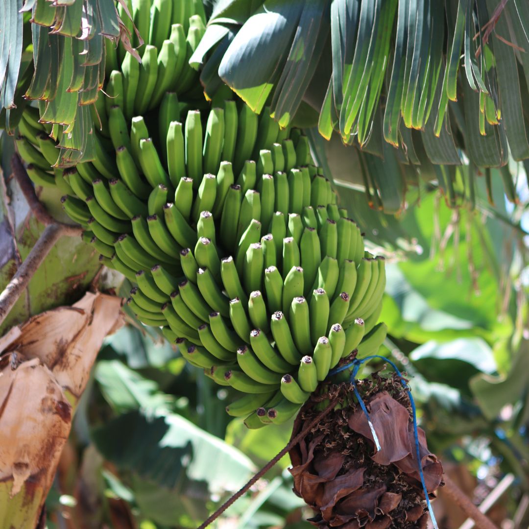 Bananas hanging in banana Plantation